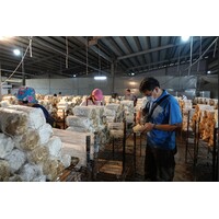 太陽能場域導覽/採摘-晁陽綠能農場